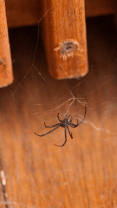 Pest control needed for redback spider on deck